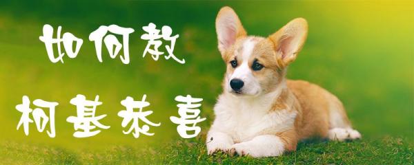 如何教柯基恭喜-图1