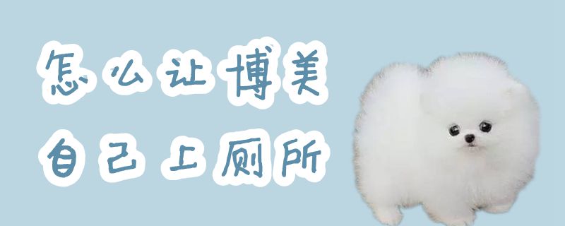 怎么让博美自己上厕所-图1