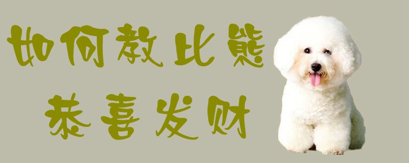 如何教比熊恭喜发财-图1