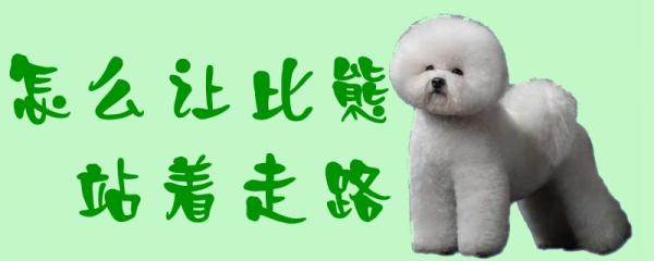 怎么让比熊站着走路-图1