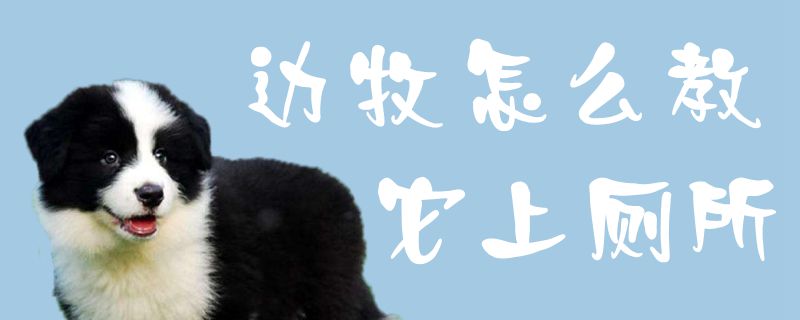 边牧怎么教它上厕所-图1