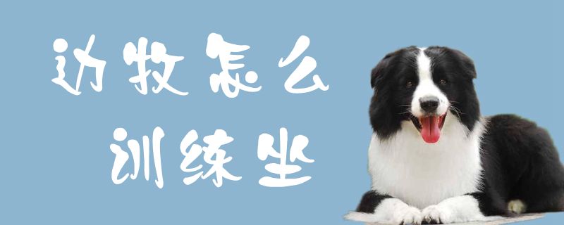 边牧怎么训练坐-图1
