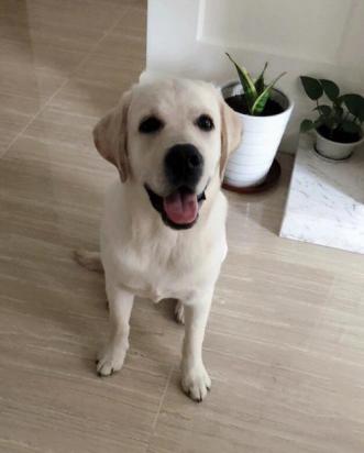 拉布拉多犬不听话怎么办-图1