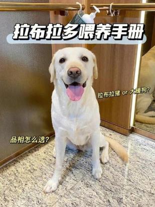 怎么让拉布拉多去厕所-图1