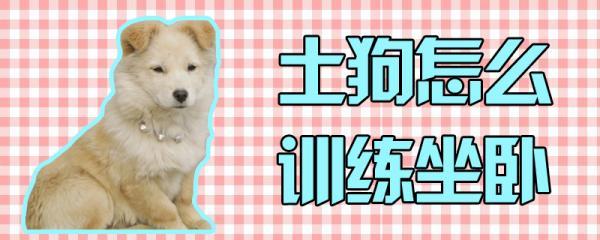 土狗怎么训练坐卧-图1