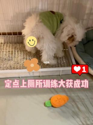贵宾如何训练上厕所-图1