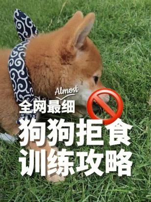 宠物狗拒食训练怎么训-图1
