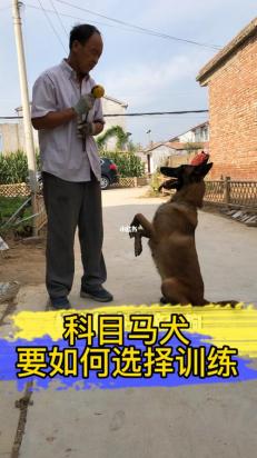 马犬怎么训练捡东西-图1