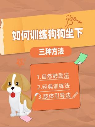 马犬怎么训练坐下-图1