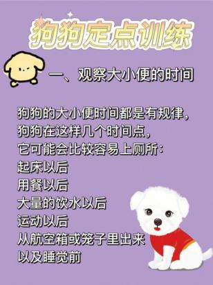 串串狗怎么训练大小便-图1