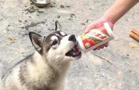 狗狗喝了一点点白酒怎么办-图1