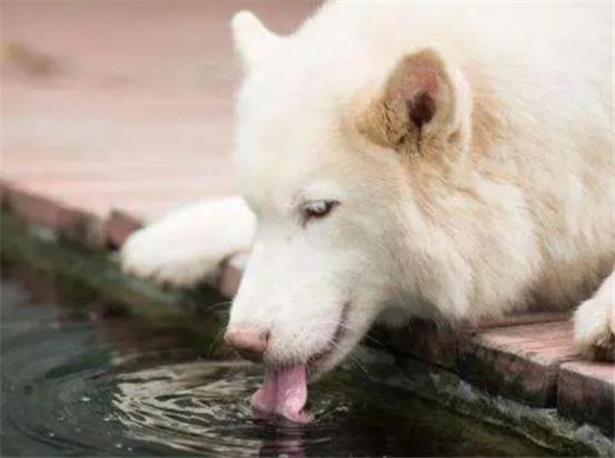 狗狗喝水多尿多咋回事-图1