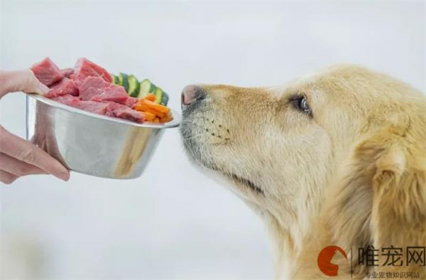 老年犬喝水多尿多是怎么回事