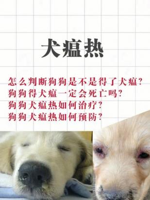 犬瘟狗狗一般要哼哼唧唧几天-图1