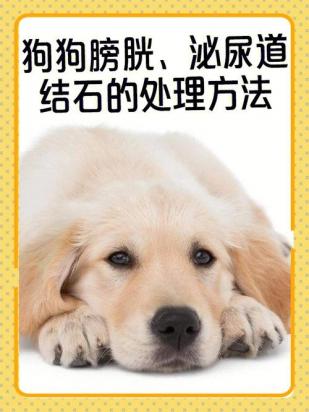 小狗尿频一会尿一点怎么回事-图1
