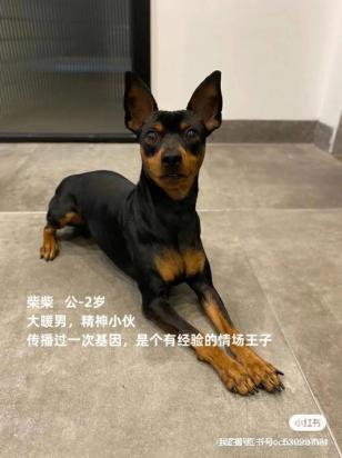 迷你杜宾走丢后为什么千万别急着去找-1
