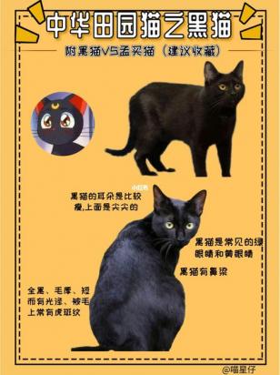 孟买猫一生只认一个主人吗-图1