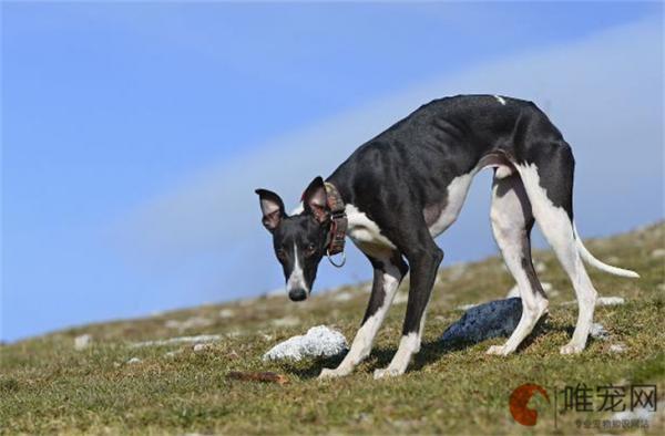 1个月惠比特犬的食谱