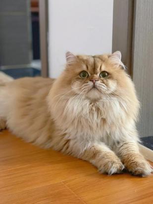 10天的英国长毛猫怎么养-图1