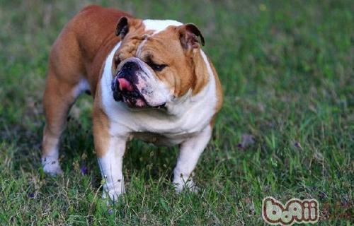 10天的英国斗牛犬能送人吗-图1