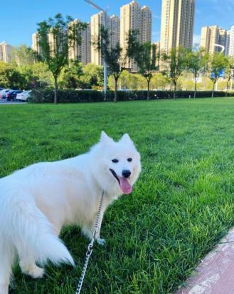 10天的银狐犬能送人吗-图1