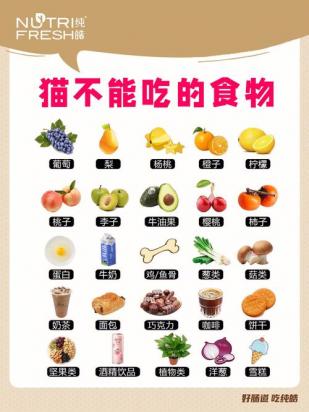 缅因猫不能吃的10种食物排行-图1