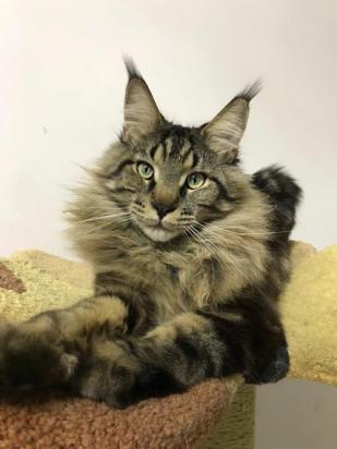 缅因猫不吃东西怎么回事-图1