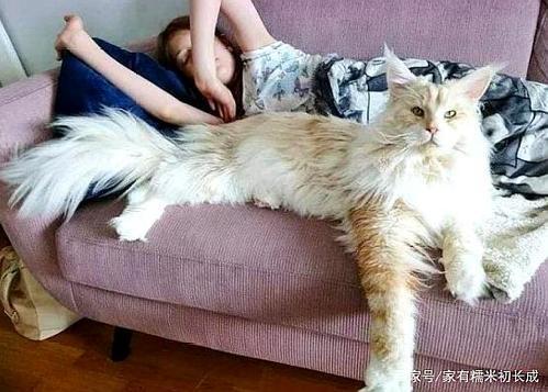 缅甸猫喜欢主人的表现-图1