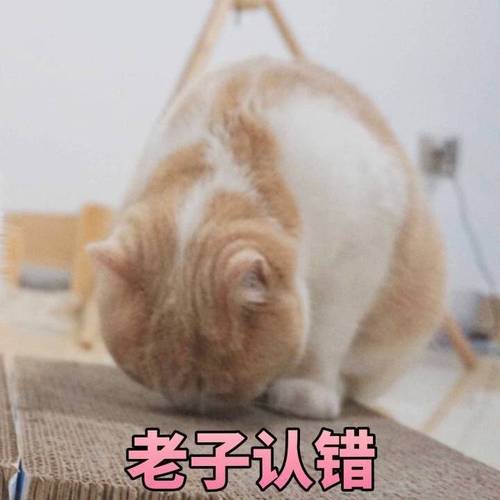 缅甸猫认错的表现-图1