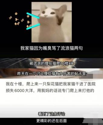 缅甸猫被打后记仇吗-图1