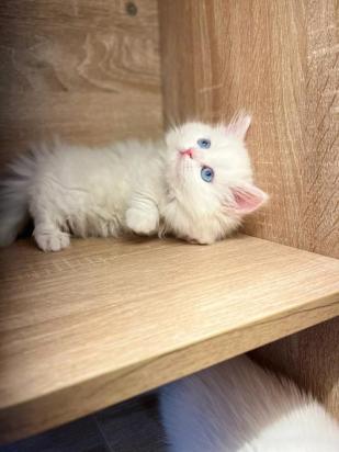 20天的拿破仑猫能送人吗-图1