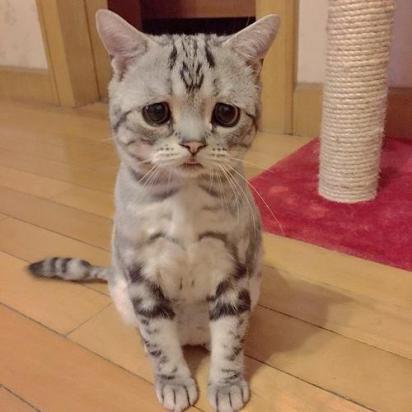缅因猫伤心的表现