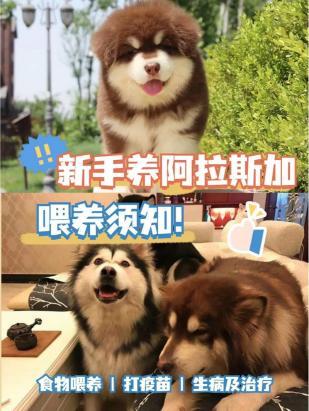 20天的阿拉斯加怎么养