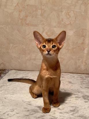 20天的阿比西尼亚猫怎么养-图1