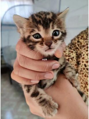 20天的豹猫怎么养-图1