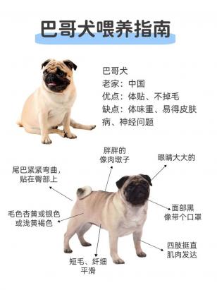 20天的巴哥犬怎么养-图1