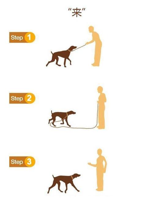 比特犬训练方法是怎样的-图1