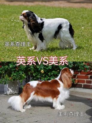 查理王小猎犬训练方法是怎样的-图1