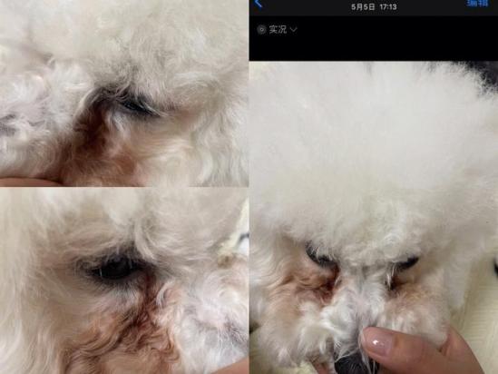 比熊狗狗泪痕处理方法-图1