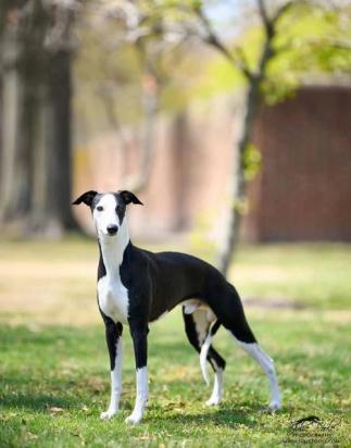惠比特犬训练方法是怎样的-图1