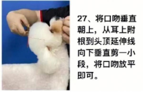 泰迪狗怎么训练谢谢-图1