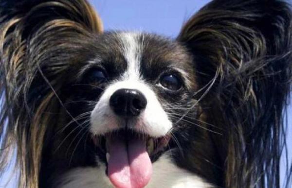 蝴蝶犬怎么训练
