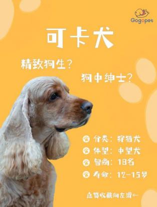 可卡犬最佳训练期是什么时候-图1