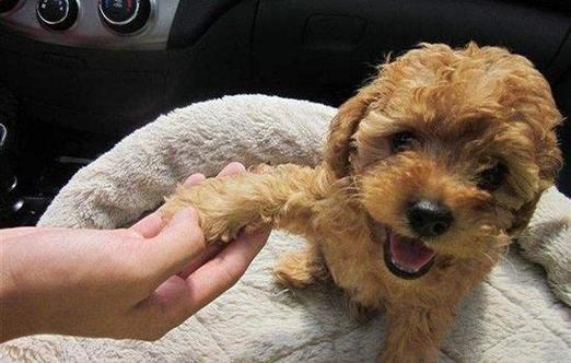 如何轻松训练我的贵宾犬？从幼犬到成年，全面训练技巧详解！-1