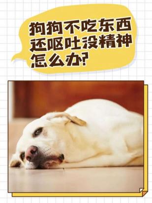 狗精神不振不吃东西怎么办
