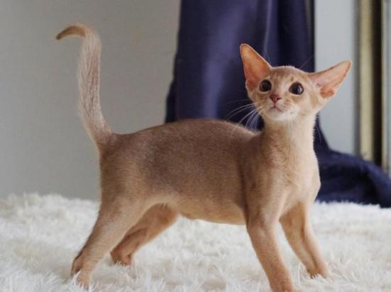 4个月的阿比西尼亚猫好养活吗-图1