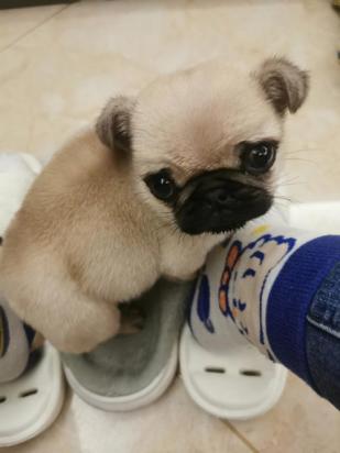 4个月的巴哥犬好养活吗-图1