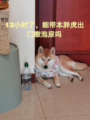 狗狗突然尿量很大憋不住是怎么回事-图1