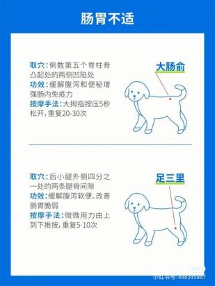 狗狗关节疼痛缓解办法-图1