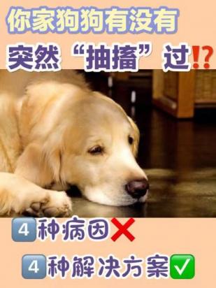 狗狗一只脚一直抽搐是怎么回事-图1